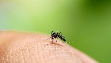 ilustrasi nyamuk demam berdarah ilustrasi dbd ilustrasi dengue fever 169